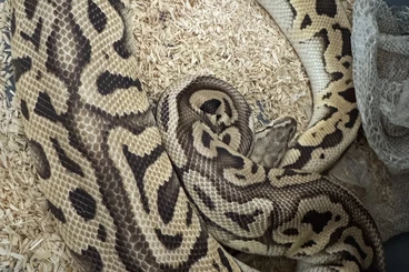 Königspythons kaufen und verkaufen Foto: Python regius proven Breeder