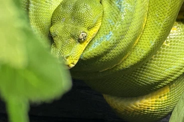 Pythons kaufen und verkaufen Photo: Morelia Viridis Baumpython
