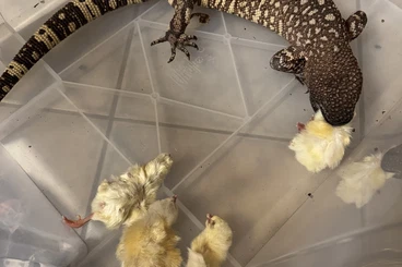 Echsen  kaufen und verkaufen Foto: 1.1 Heloderma exasperatum