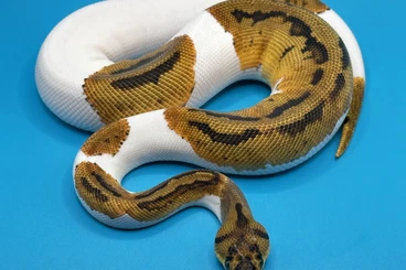 Ball Pythons kaufen und verkaufen Photo: URGENT: Zuchtaufgabe - Super Specials for HAMM 03/2026