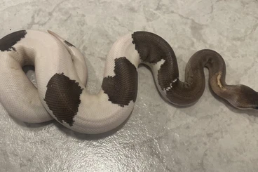 Königspythons kaufen und verkaufen Foto: SilverBullet Piebald Paradox