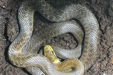 Colubrids kaufen und verkaufen Photo: Zamenis longissimus Äskulapnattern