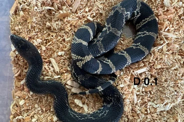 Schlangen kaufen und verkaufen Foto: 2.0 Black Pine snakes hatched 2024
