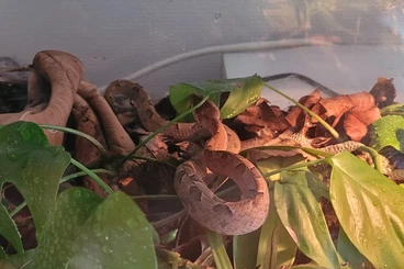 Snakes kaufen und verkaufen Photo: Multiple animals for sale