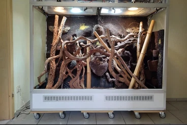 Warane kaufen und verkaufen Foto: 1.0 Smaradwaran Varanus prasinus