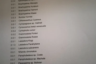 Vogelspinnen kaufen und verkaufen Foto: Vogelspinnen zu verkaufen wegen Bestandsreduzierung