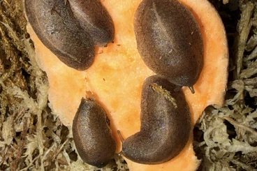 Mollusca kaufen und verkaufen Photo: Laevicaulis alte keine Achatschnecken