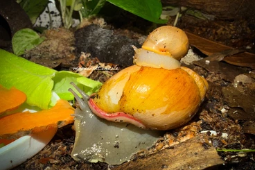 Schnecken kaufen und verkaufen Foto: Megalobulimus oblongus haemastomus keine Achatschnecken