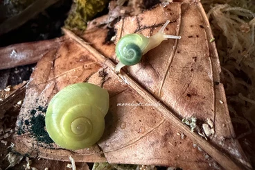 Schnecken kaufen und verkaufen Foto: Asperitas bimaensis keine Achatschnecken