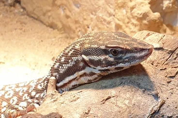 Warane kaufen und verkaufen Foto: Verkaufe Stachelschwanzwaran