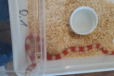 Colubrids kaufen und verkaufen Photo: Lampropeltis hondurensis albino