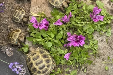 Tortoises kaufen und verkaufen Photo: Nachzuchten Testudo Horsfieldii / Steppenschildkröte 2024/2025