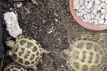 Tortoises kaufen und verkaufen Photo: Nachzuchten Testudo Horsfieldii / Steppenschildkröte 2024 und 2025
