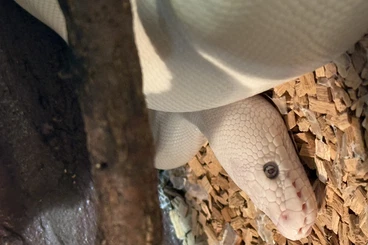 Schlangen kaufen und verkaufen Foto: Verkaufe meine Konigspythons