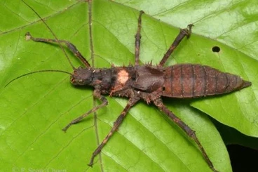 Insects kaufen und verkaufen Photo: Verschiedene Wirbellose für Hamm