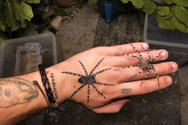 Spiders and Scorpions kaufen und verkaufen Photo: C. salei und V. sp. sylvestris für Hamm