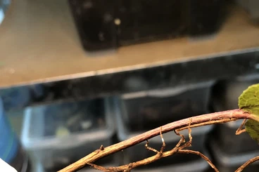 Insects kaufen und verkaufen Photo: Phasmiden für Hamm oder Abholung