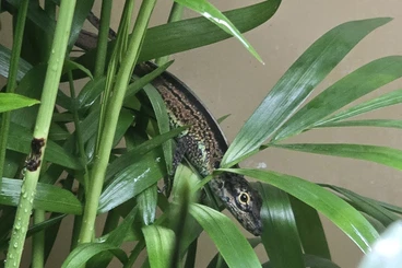 Lizards kaufen und verkaufen Photo: Anolis summus/trois riviere (rivere)