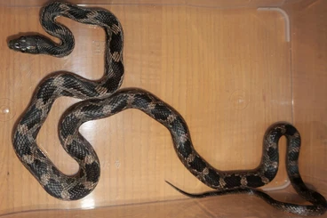 Snakes kaufen und verkaufen Photo: Schwarze Erdnatter, Pantherophis obsoletus, ca. 80 cm, eigene NZ