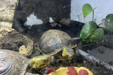 Turtles kaufen und verkaufen Photo: 1.1 Zuchtpaar Cuora Flavomarginata evelynae
