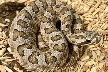 Venomous snakes kaufen und verkaufen Photo: Wüsten Zwergklapperschlange aus eigener Nachzucht