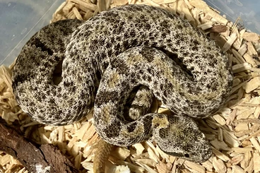 Venomous snakes kaufen und verkaufen Photo: 0,3 Crotalus morulus (Pabillo, Nuevo Leon, Mexiko), Nz 6/25 abzugeben