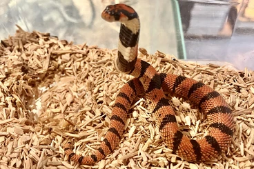Giftschlangen kaufen und verkaufen Foto: 1,1 Schildnasenkobra (Aspidelaps l.lubricus) Nz 8/25