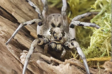 other spiders kaufen und verkaufen Photo: Biete eigene Nachzuchten L. Praegrantis
