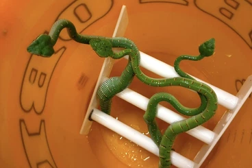 Giftschlangen kaufen und verkaufen Foto: Tropidolaemus Wagleri Nachzucht
