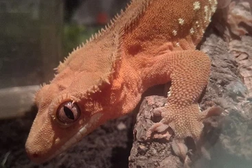 Geckos kaufen und verkaufen Foto: Correlophus cilliatus 1.0. dalmatian