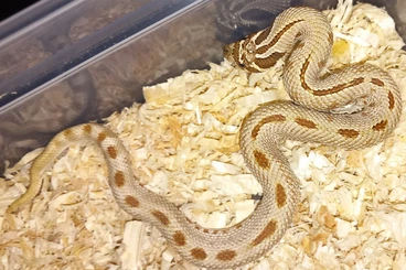 Schlangen kaufen und verkaufen Foto: Heterodon nasicus / Hakennasennattern Nachzucht 2025