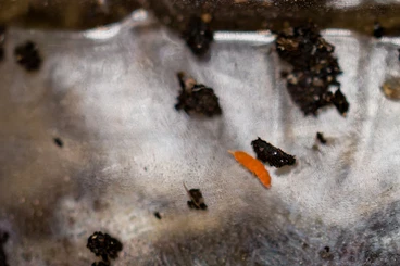 Insects kaufen und verkaufen Photo: Verschiedene Insekten/Wirbellose