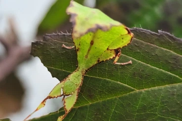 Insects kaufen und verkaufen Photo: Asseln, Ohrenwürmer, Mantiden, Phamiden, Schleimpilze und mehr