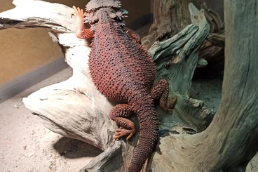 Bearded dragons kaufen und verkaufen Photo: Dark Red monster 100% het trans