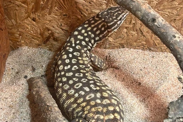 Warane kaufen und verkaufen Foto: Stachelschwanzwaran.