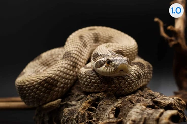 Schlangen kaufen und verkaufen Foto: verkaufe Heterodon nasicus/ Hakennasennattern