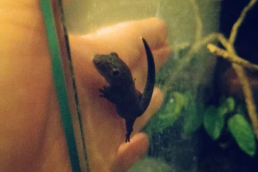 Geckos kaufen und verkaufen Foto: 2.0., eurydactylodes occidentalis, Chamäleon Gecko