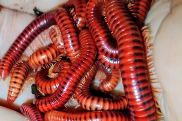 Krebstiere terrestrisch  kaufen und verkaufen Foto: Asseln, Tausendfüßer, armadillidium, cubaris, centrobolus