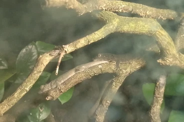 Geckos kaufen und verkaufen Photo: eurydactylodes occidentalis