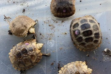 Tortoises kaufen und verkaufen Photo: 0.0.5 Indotestudo elongata cb25