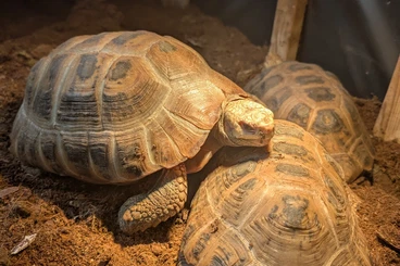 Landschildkröten kaufen und verkaufen Foto: Trio indotestudo elongata for hamm
