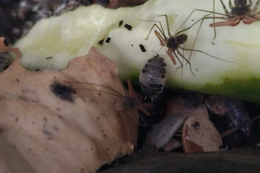 andere Wirbellose kaufen und verkaufen Foto: Euphrynichus bacillifer NZ