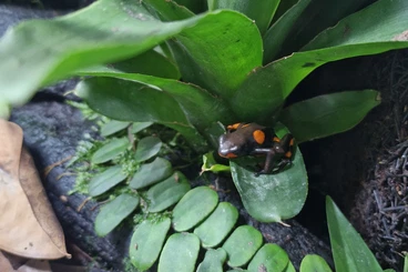 Pfeilgiftfrösche kaufen und verkaufen Foto: Biete 3.0 Oophaga Histrionica Bullseye