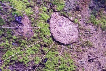 Spiders and Scorpions kaufen und verkaufen Photo: Trapdoor spider - Liphistiidae for Hamm