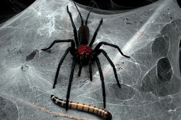 Spiders and Scorpions kaufen und verkaufen Photo: Looking for Dipluridae and Macrothelidae Males