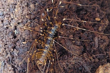 Myriapoda kaufen und verkaufen Foto: Thereuopoda longicornis CB for Hamm