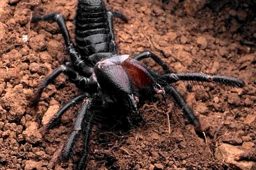 Spiders and Scorpions kaufen und verkaufen Photo: Rhagodes furiosus CB 6.2024 for Hamm
