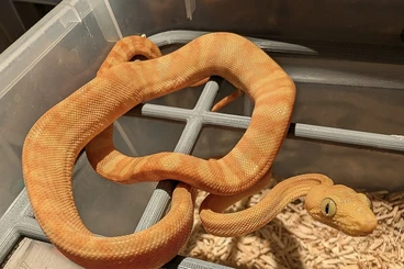 Boas kaufen und verkaufen Foto: Cb 25 Corallus Hortulanus het calicos