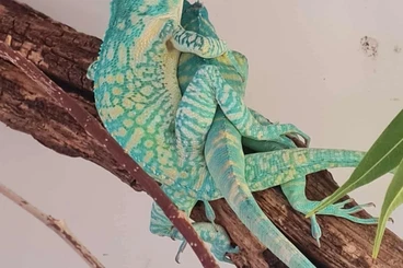 Echsen  kaufen und verkaufen Foto: 5.5 Anolis equestris potior cb25