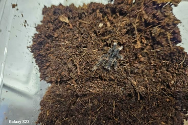 - bird spiders kaufen und verkaufen Photo: Megaphobema peterklaasi cb 12.2025 N2